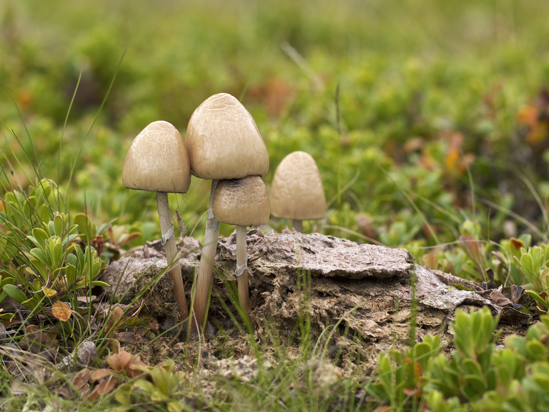 Panaelous semiovatus