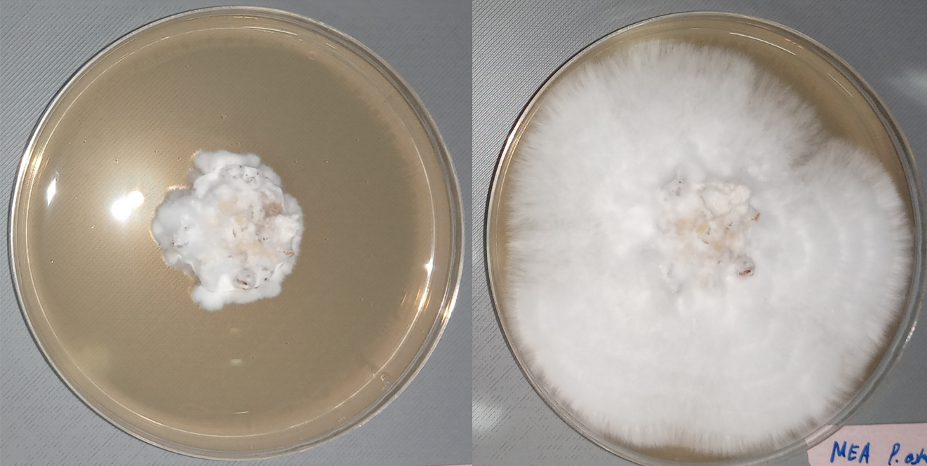 mycelium spread