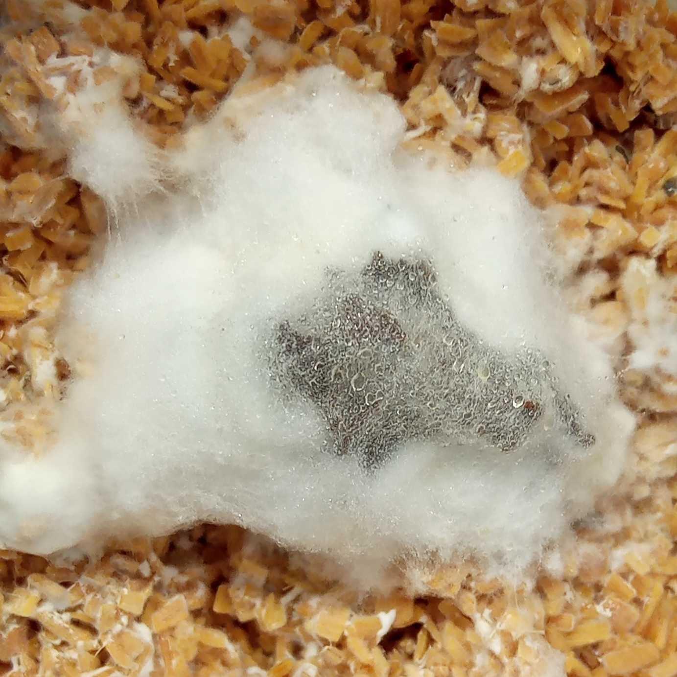 Mycelium overgrowing faecal sample
